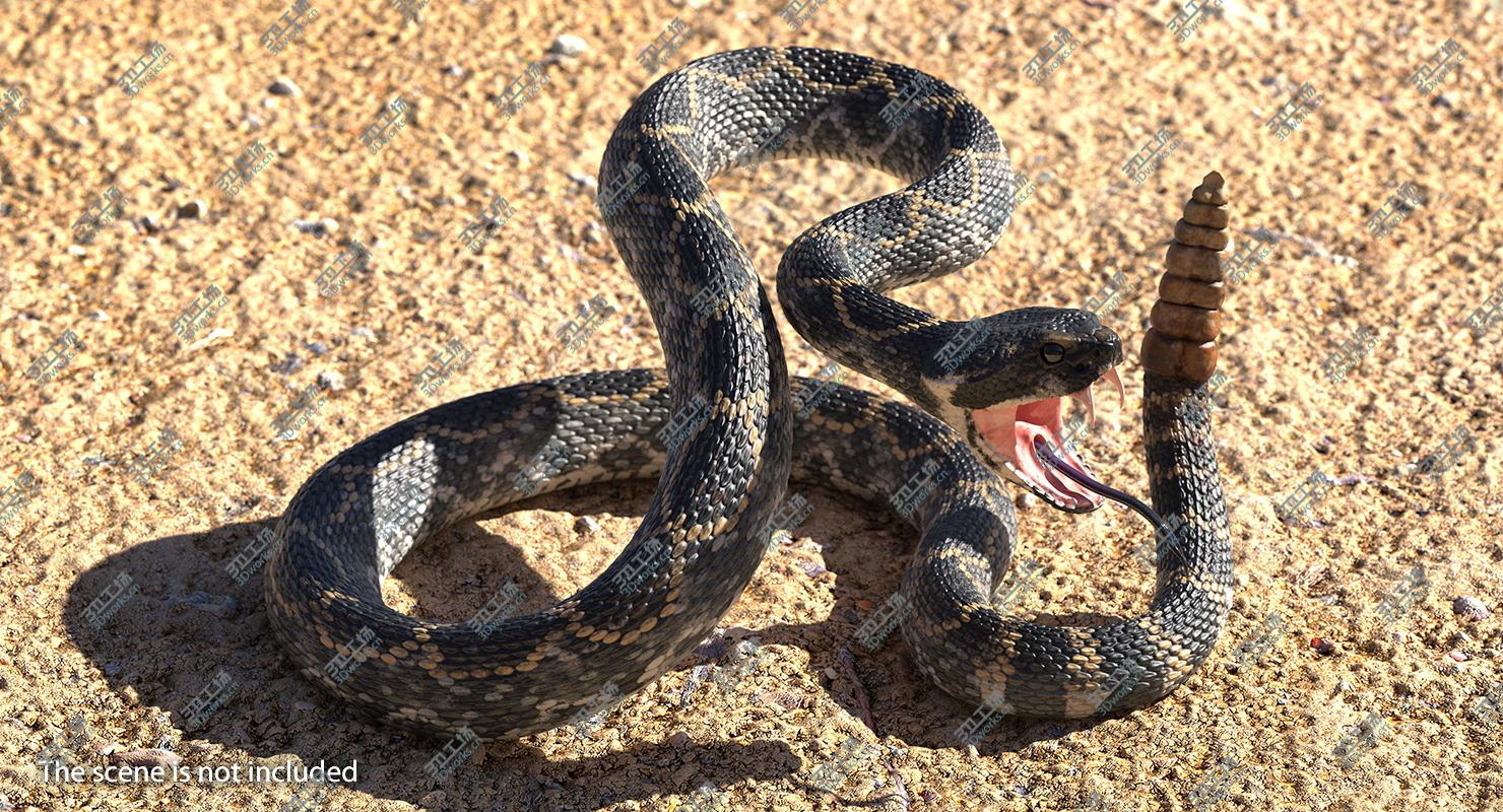 images/goods_img/202105072/3D model Dark Rattlesnake Attack Pose 3D Model/5.jpg